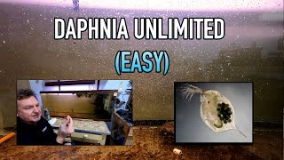 How I Raise Daphnia Water Fleas And You Can Too [upl. by Griffith812]