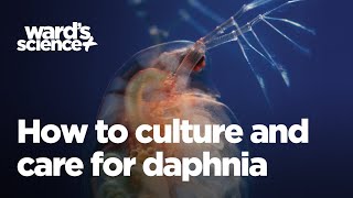 Caring and Culturing for Daphnia [upl. by Papert460]