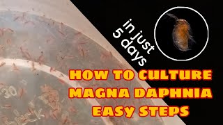 How to Culture Magna Daphnia Easily [upl. by Fregger]