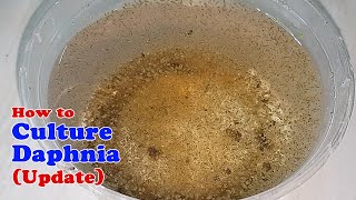 How to Culture Daphnia Update with ZERO Cost  Unlimited Live Food for Our Fish [upl. by Jeffers647]