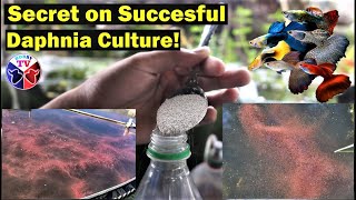 How to Culture Daphnia Successfully [upl. by Ardnatal660]