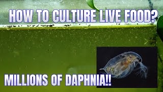 How to Culture Daphnia Secret Method to Breed MILLIONS  Simply Aquatic [upl. by Olegna]