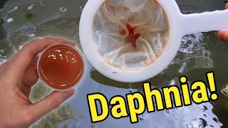 How I Culture Daphnia In Outdoor Tubs [upl. by Sheeb]