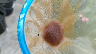 How to culture daphnia moina in a small container Part 1 English Subtitle [upl. by Eiramana]