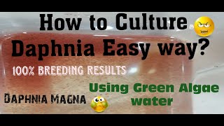 Daphnia MagnaHow to Culture Daphnia Easy wayCulturing Daphnia using Green water Daphnia [upl. by Allin]