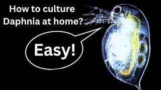 BEST Live Fish Food Beginner guide How to Culture Daphnia at home [upl. by Torp]