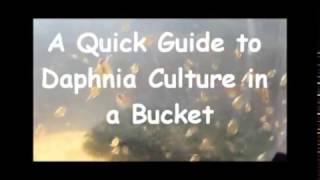 How to culture daphnia outside [upl. by Skyla]