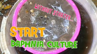 How to culture daphnia moina the easy way 1  Starting the Daphnia culture [upl. by Ehrsam]