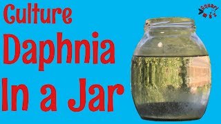 How to Culture Daphnia in a Jar [upl. by Faires]