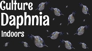 How to Culture Daphnia [upl. by Warner]