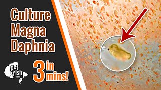 How to culture DAPHNIA MAGNA  The easy way [upl. by Ardnaid]