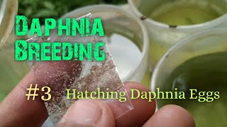 Daphnia Culture made simple and easy 3  Hatching Daphnia eggs [upl. by Elehcir]