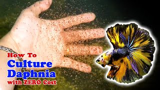 How to Culture Daphnia with ZERO Cost  Unlimited Live Food For Our Fish [upl. by Analak969]