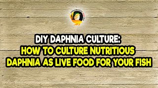 DIY Daphnia Culture How to Culture Nutritious Daphnia as Live Food for Your Fish [upl. by Htiek]