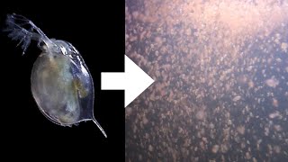 How I Culture Daphnia [upl. by Rabjohn]