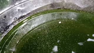 DAPHNIA MOINA CULTURE IN A SMALL BUCKET [upl. by Lledraw]