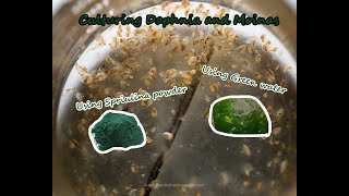 How To Culture Daphnia and Moinas using Green Water Spirulina powder [upl. by Ajnot]