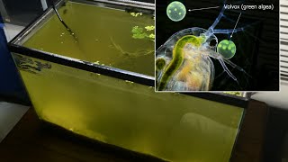 Raising Daphnia for the Freshwater Aquarium [upl. by Ally500]