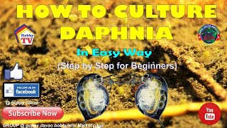 HOW TO CULTURE DAPHNIA In Easy Way [upl. by Arney639]